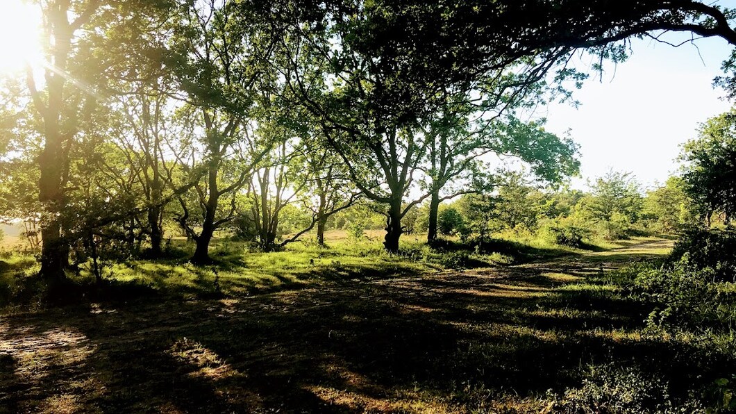 Duingebied Castricum