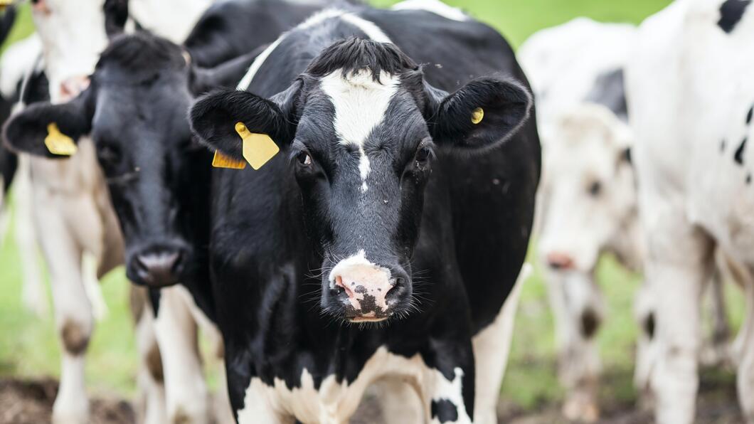 Foto van een koe die in de camera kijkt, met een aantal andere koeien op de achtergrond.