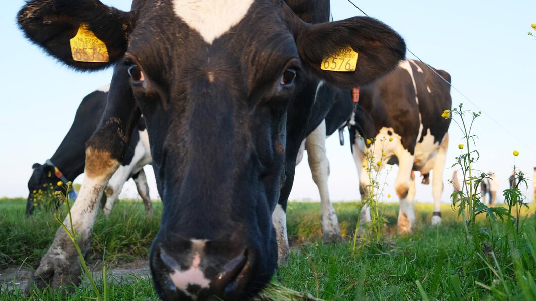 Een koe in een grasveld buigt haar hoofd naar beneden om in de camera te kijken. 