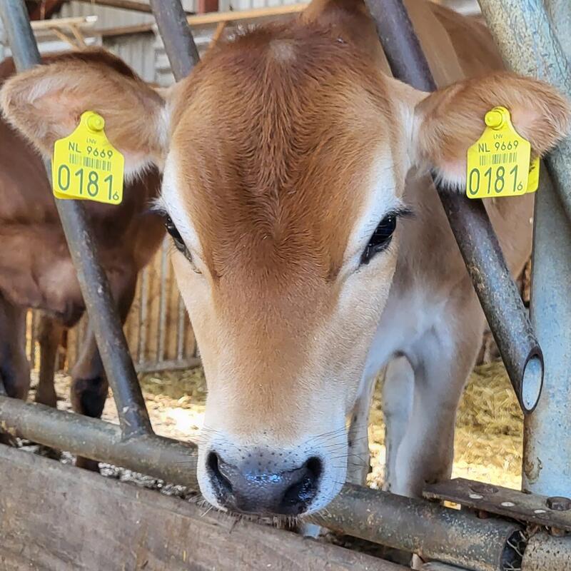 Jersey koe, een van de koeien op boerderij en mini-camping De Westert
