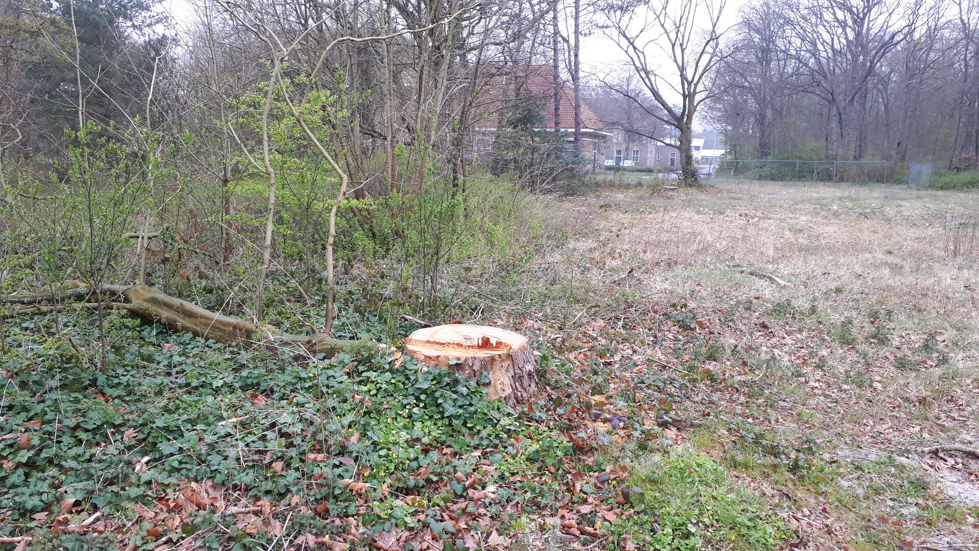 Gekapte boom