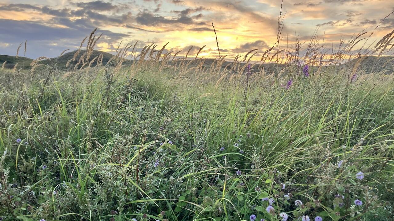 Foto van duinbloemen en grassen, met de duinen en een lucht vol wolken beschenen door de ondergaande zon op de achtergrond.